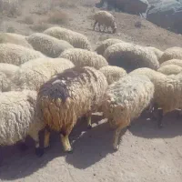 میش محلی|حیوانات مزرعه|سیرجان, |دیوار