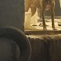 واگذاری سگ پیت بول|سگ|سعدآباد, |دیوار