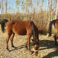 اسب مادیان|اسب و تجهیزات اسب‌سواری|الشتر, |دیوار