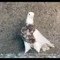 طوقی آجری|پرنده|برازجان, |دیوار