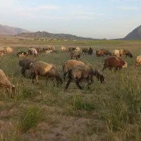 فروش ۳۰ راس ورندیل