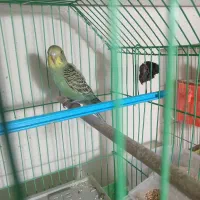 مرغ عشق|پرنده|شهرضا, |دیوار