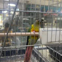 پرنده گمشده