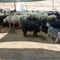 بز کهره دار