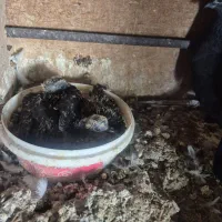نرو ماده دوبحر فیروزه مورکاکلی غلاغ مورباجوجه کاکل