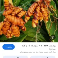 پخش انواع ادویه جات
