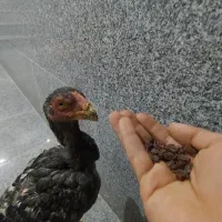 مرغ و خروس لاری|حیوانات مزرعه|بناب, |دیوار