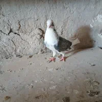 دوتاکبوترماده شازده وپشدار ویک عددنرهما|پرنده|زابل, |دیوار