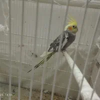 عروس هلندی رو تخم|پرنده|تربت جام, خیرآباد|دیوار