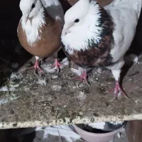 کبوتر طوقی|پرنده|پاوه, |دیوار