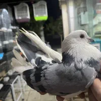 شازده سبز و ابلاغ