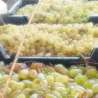 حراج انگور شیره ای