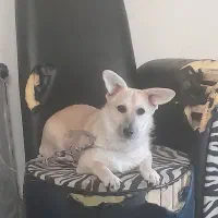 نژاد گرگی پاکوتاه )کرکی نر ۶ ماهه