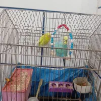 مرغ عشق|پرنده|آبادان, |دیوار