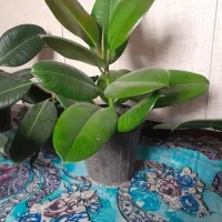 گل فیکوس خانگی