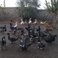 اردک وغو غاز