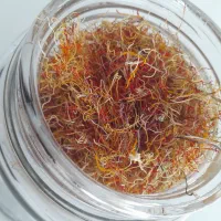 ریشه زعفران