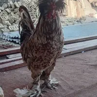 کمپلوی شمالی|حیوانات مزرعه|اهواز, کمپلو شمالی|دیوار