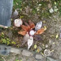 جوجه گلپایگانی 45روزه