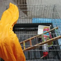 قفس خوکچه و خرگوش