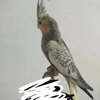 جوجه عروس هلندی