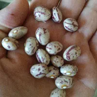 لوبیای شکسته