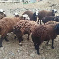 تعداد۲۰راس بره نر نژاد فشندی
