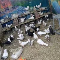 طوقی|پرنده|نهبندان, |دیوار