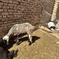 بره نر ماده