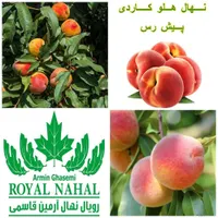 خرید نهال هلو پیش رس کاردی
