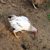 فروش خروس پنج ماهه