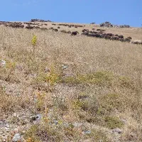 چوپان