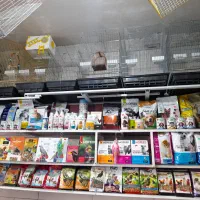 پرنده سرای طوطیاهشتگرد|پرنده|هشتگرد, مدرس|دیوار