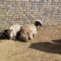 میش بره دار