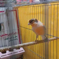 قناری نر ابلق پرتقالی سفت میخواند به شرط