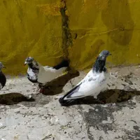 سه عدد کبوتر|پرنده|کبودرآهنگ, |دیوار