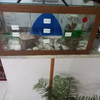 آکواریوم|ماهی|برخوار, |دیوار