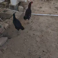 خروس وماکیان فروشی|حیوانات مزرعه|سراوان, |دیوار