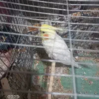 عروس هلندی|پرنده|سمیرم, |دیوار