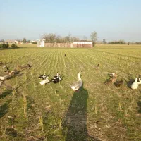 قو غاز|حیوانات مزرعه|رشت, هلال احمر|دیوار