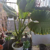 گل (گیاه) باباآدم سایز بزرگ