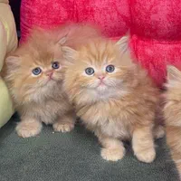 سرزمین گربه های ناناز