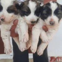 ۳عد توله نر افقان اصیل|سگ|تهران, هلال احمر|دیوار