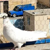 کفتر رنگ