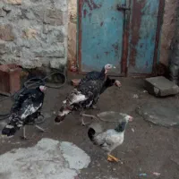 بوقلمون فروشی برای اهالی ماکو|حیوانات مزرعه|پلدشت, |دیوار