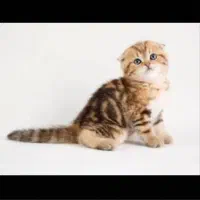 سرپرستی گربه