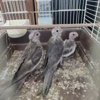 جوجه عروس هلندی نر و ماده وایت فیس یک ماهه|پرنده|مشهد, یاس|دیوار