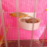 یگ جفت  قناری با تخم  نر.ش شلاقی  خوان