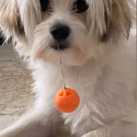 واگذاری سگ خانگی