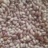 لوبیا زود پخت سراب